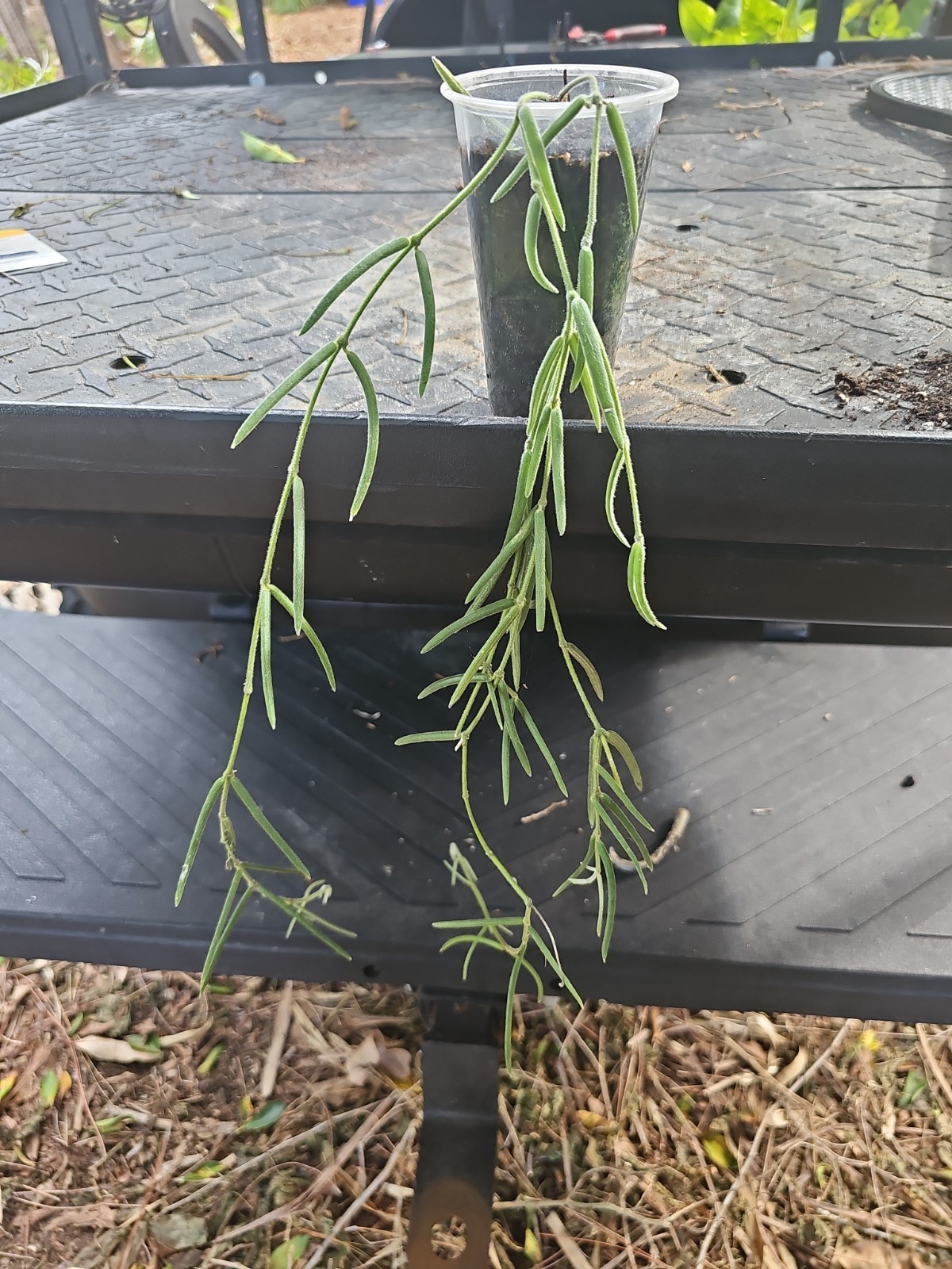 Hoya Linearis Rooted Live Plant 3″ Pot