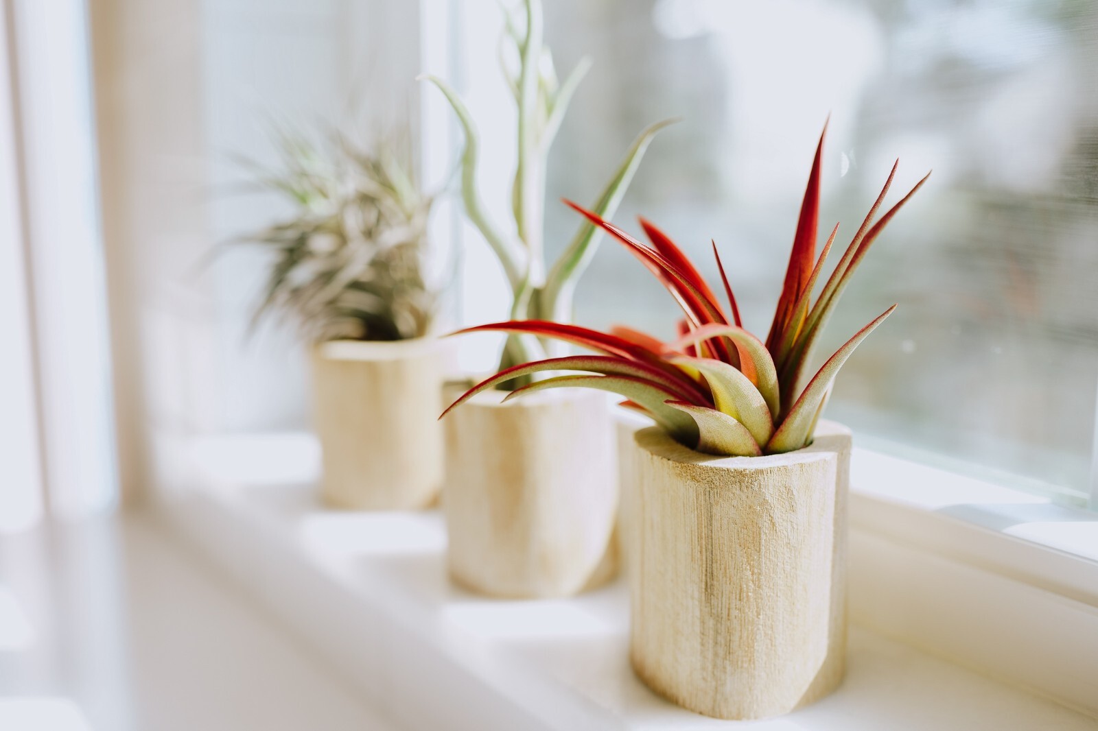 Tillandsia Novakii Air Plant – Easy Care Live Indoor Outdoor Home Decor