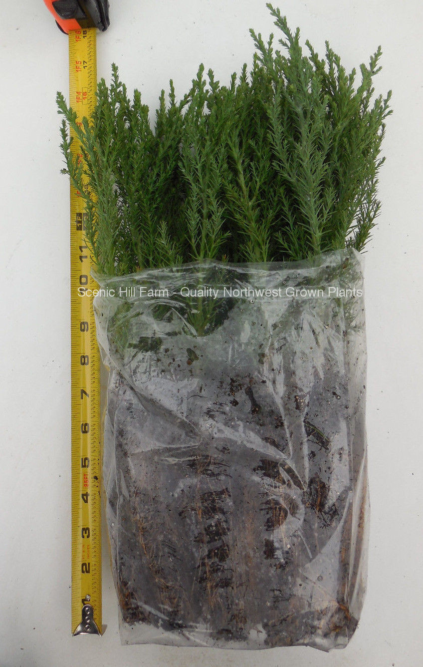 3 Giant Sequoia Trees – California Redwood – Potted – 8″- 12″ Tall Seedlings