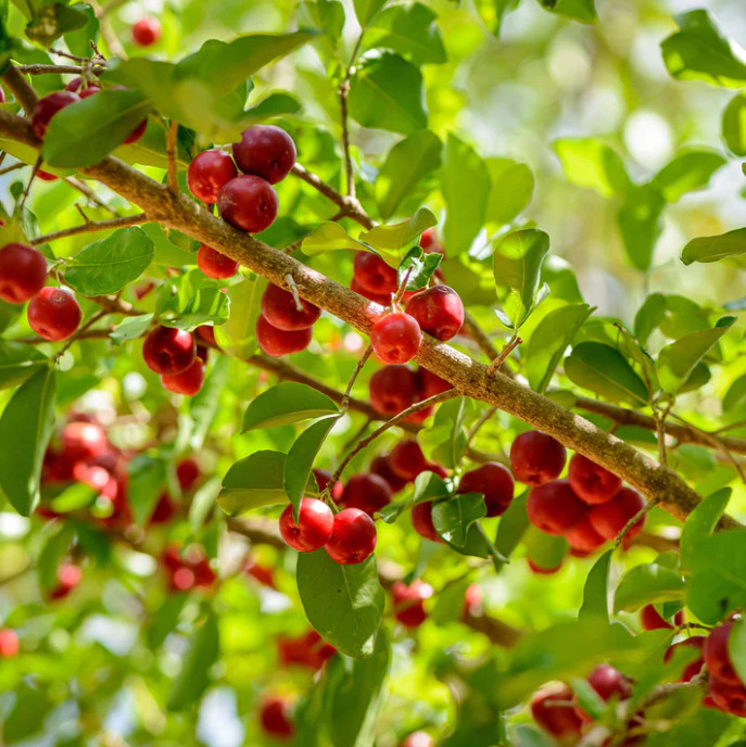 Barbados Cherry Plant – 9-12″ Tall – 1 Gallon – Tropical Fruiting Shrub
