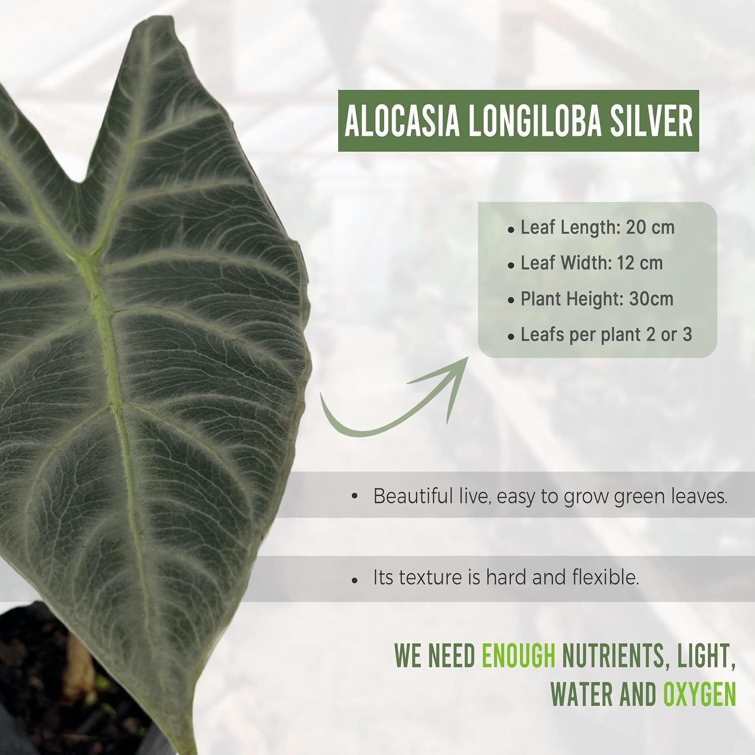 Alocasia Longiloba Silver (2pack) by LEAL PLANTS ECUADOR|African Mask Live Plant