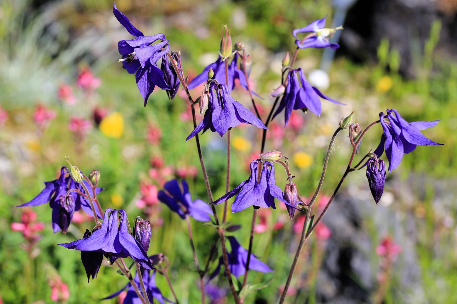 100 PURPLE COLUMBINE Aquilegia Vulgaris Flower Seeds