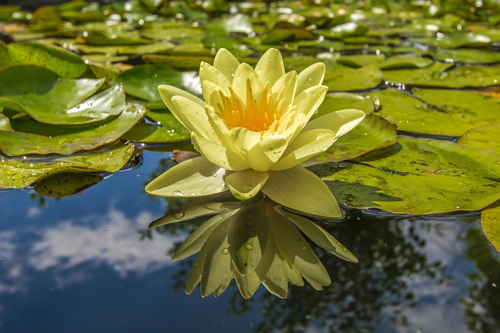 60PCS Premium Lotus Seeds for Planting in Water – Mixed Color Bowl Flower for…