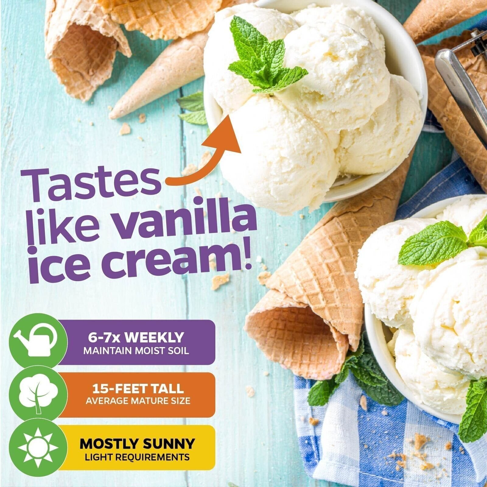 Ice Cream Banana (Blue Java) – Musa