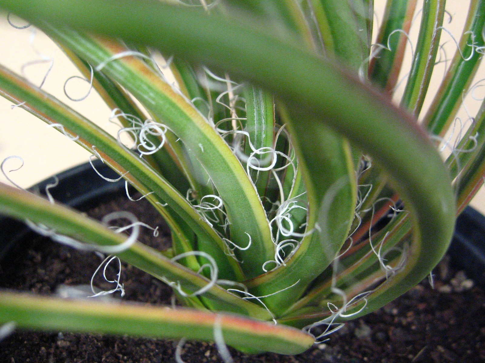 Agave “Leopoldii II” Marginata Aurea — Rare Succulent