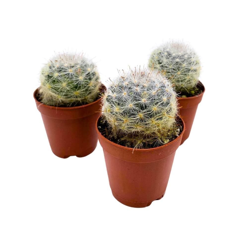 Powder Puff Cactus 2 inch Set of 3 Mammillaria bocasana White Yellow Crown of Fl