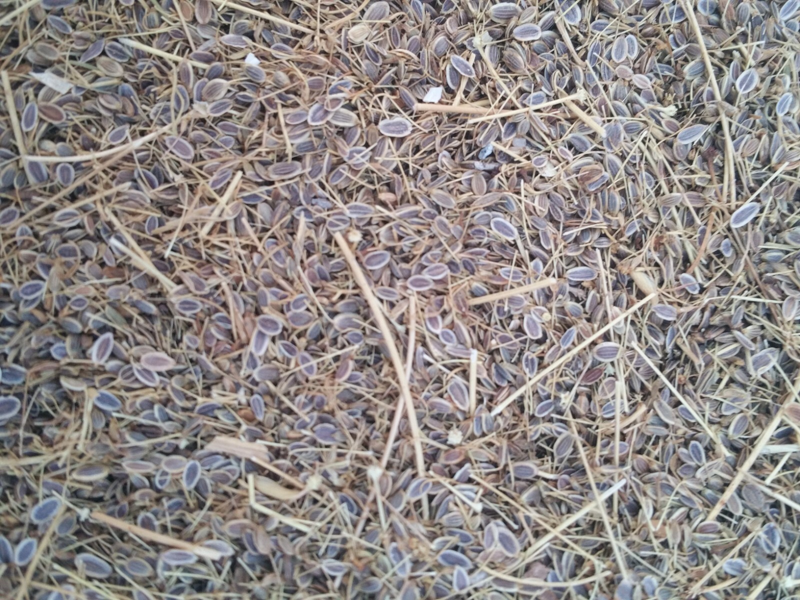 300+ Seeds of Dill Dillweed شوید Herb 100% organic US Grower