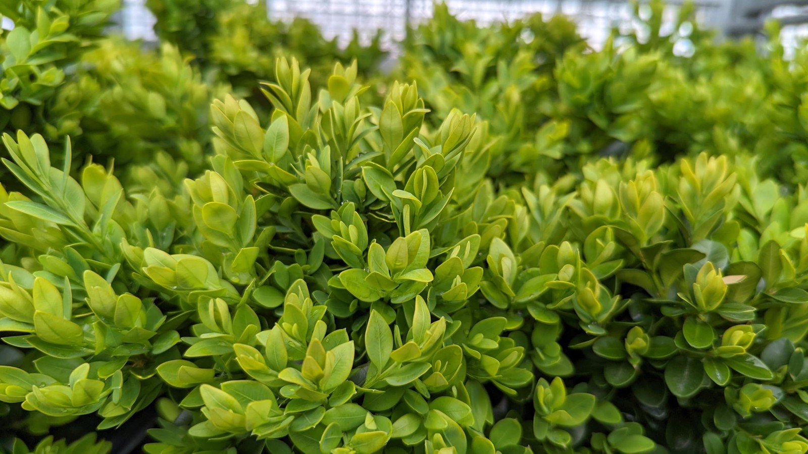 Live Plant from – Buxus microphylla VAR. Japonica Green Velvet (Boxwood), #2 …