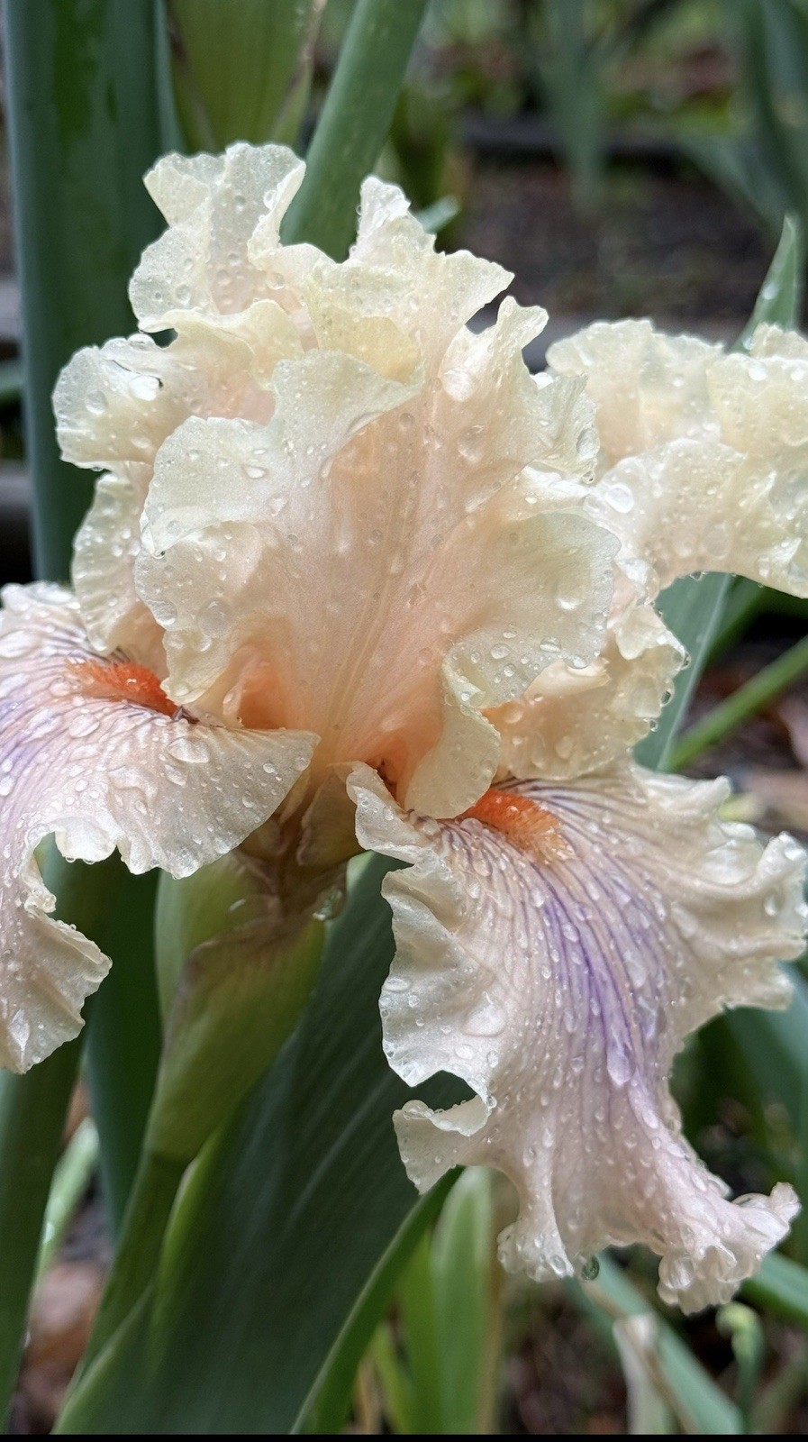 Tall BEARDED Fragrant IRIS -1 Fresh Dug Rhizome