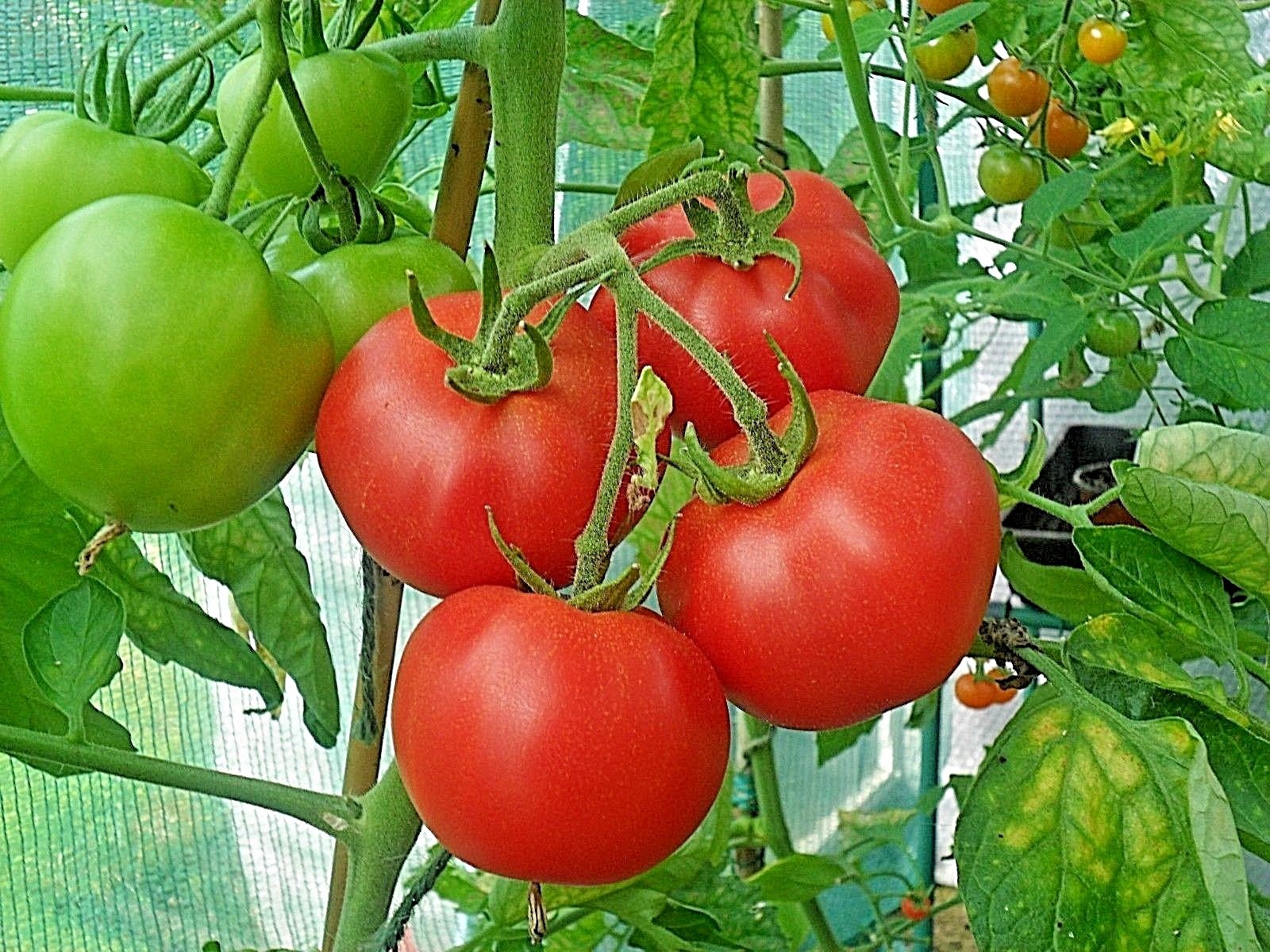 ACE 55 tomato heirloom non-gmo LOW ACID GREAT CANNER! DISEASE RESISTANT! O.P.