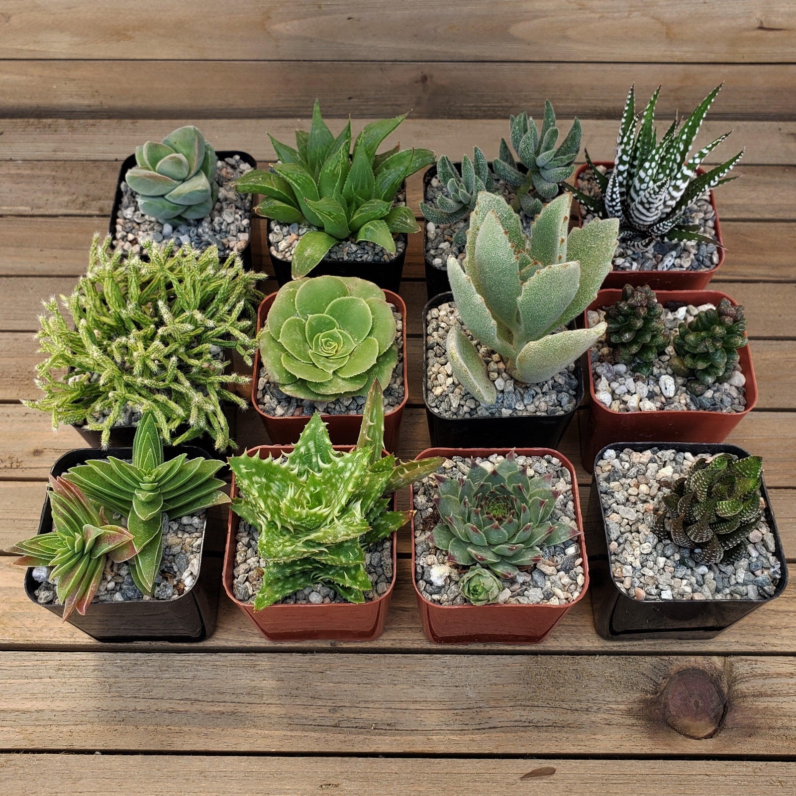 Green Garden 2-Inch Succulents (4-Pack) cactus Cacti Succulent real live plant