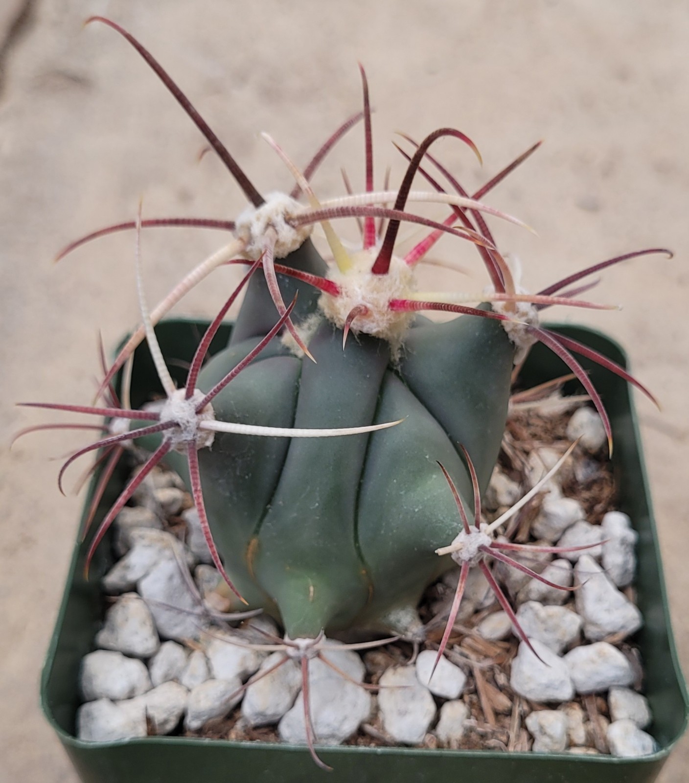 Ferocactus Emoryi ‘Emory Barrel’ 2.5″ Tall – Bare Root