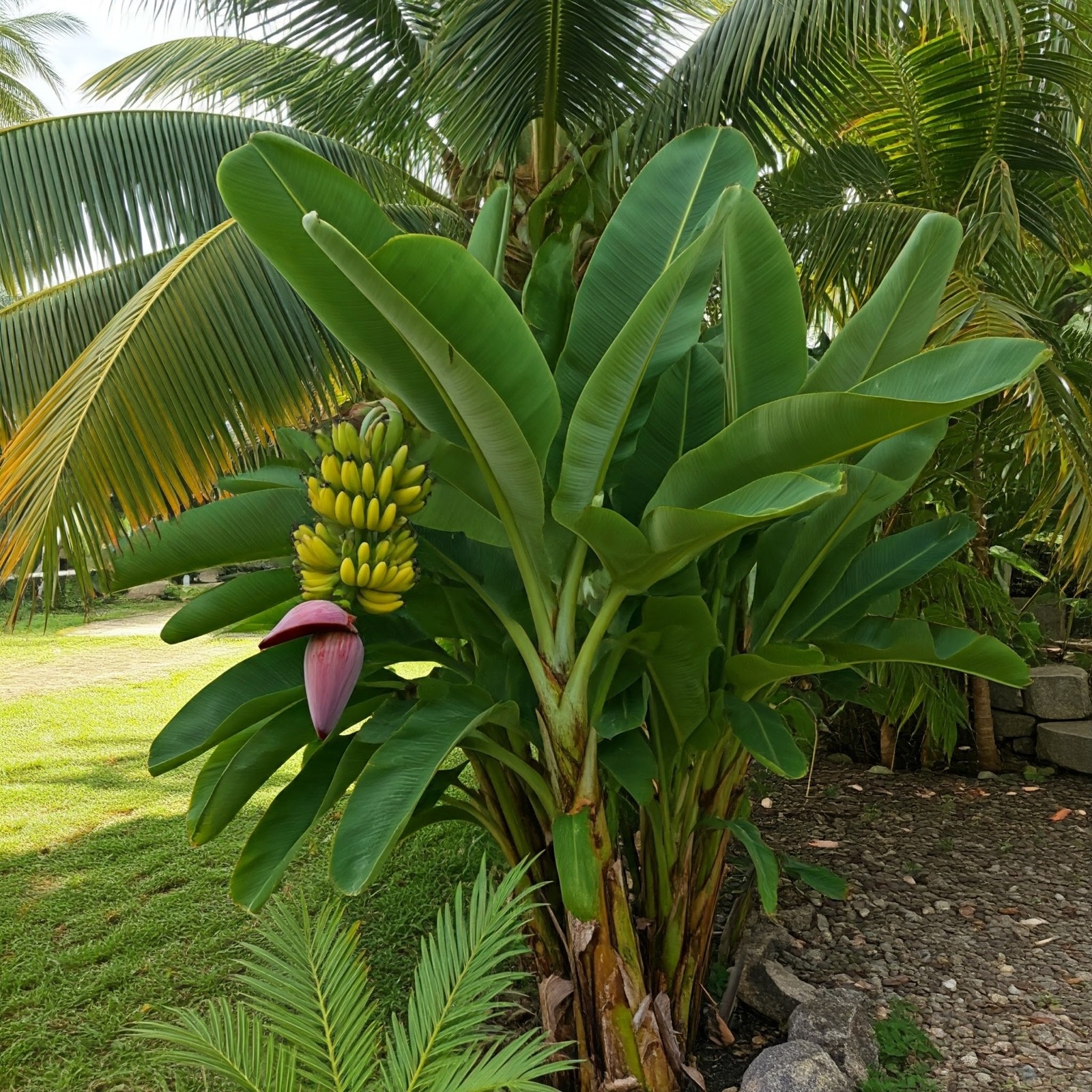 1 Gros Michel Banana Plant Starter Plug