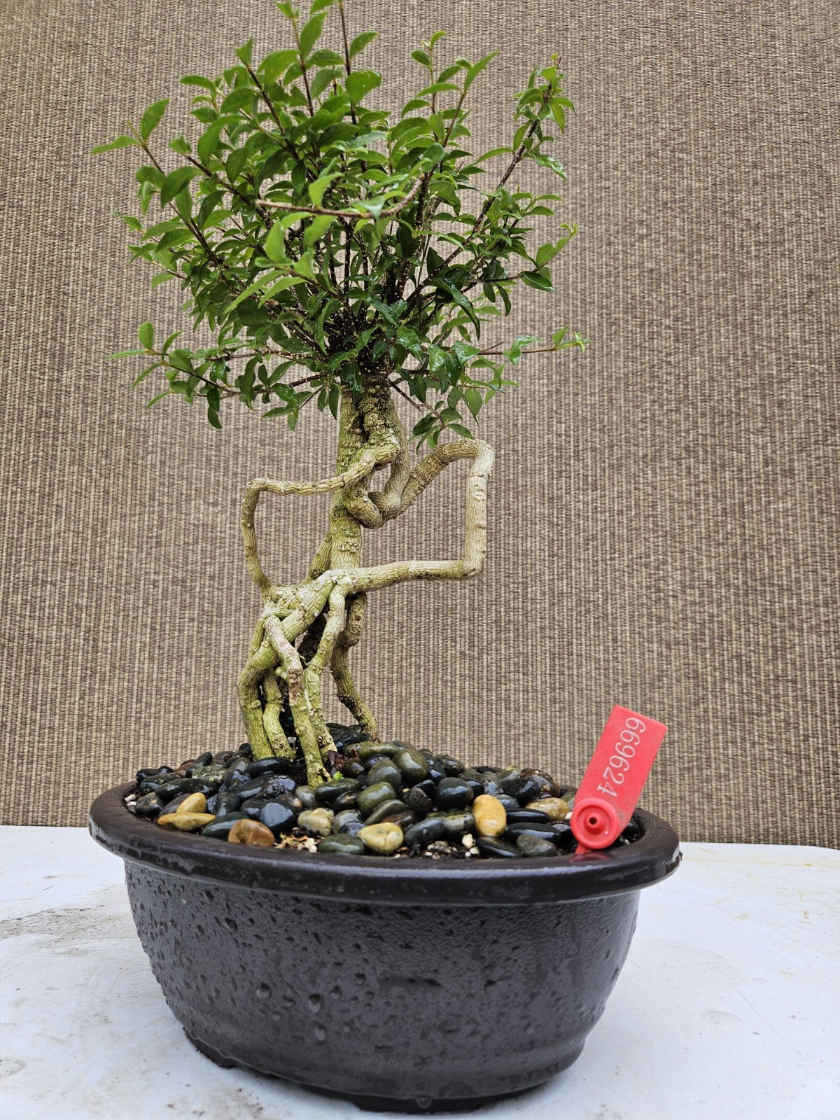Old Barbados Cherry ( Malpighia Glabra-Hồng ngọc mai ) Bonsai Tree,,,sale