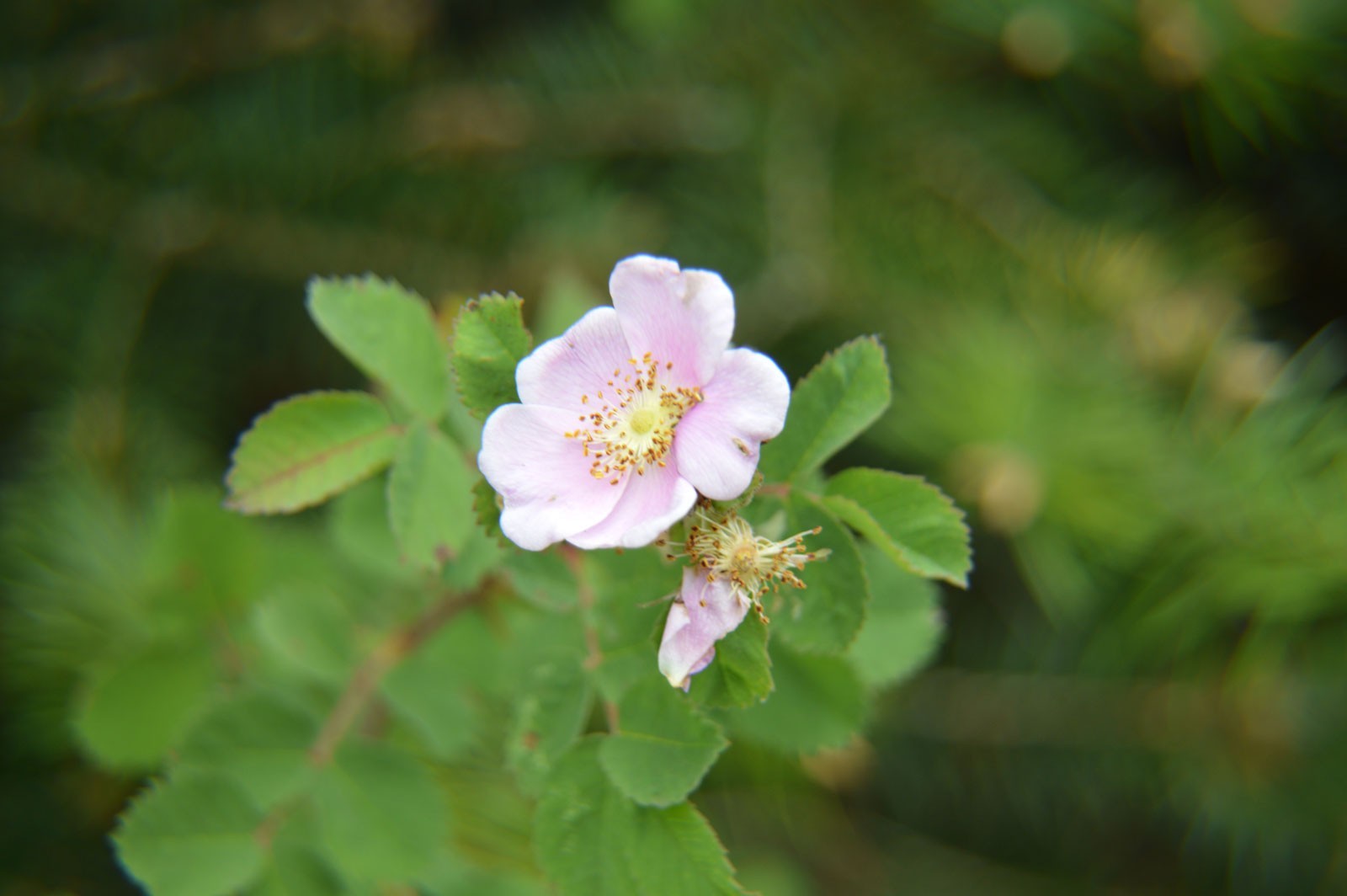 Rosa californica | California Wildrose | 10_Seeds