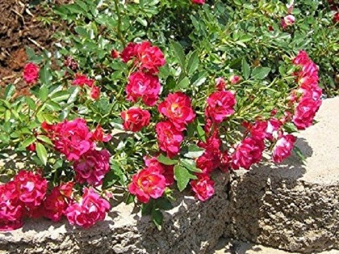 Red Drift® Groundcover Rose – Live Plant ( 1 QT )