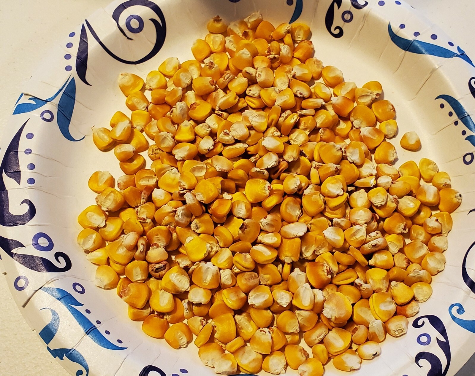 1/4 Lb. ( Approx. 275 Seed ) Hickory King Yellow Field Corn Non GMO Heirloom