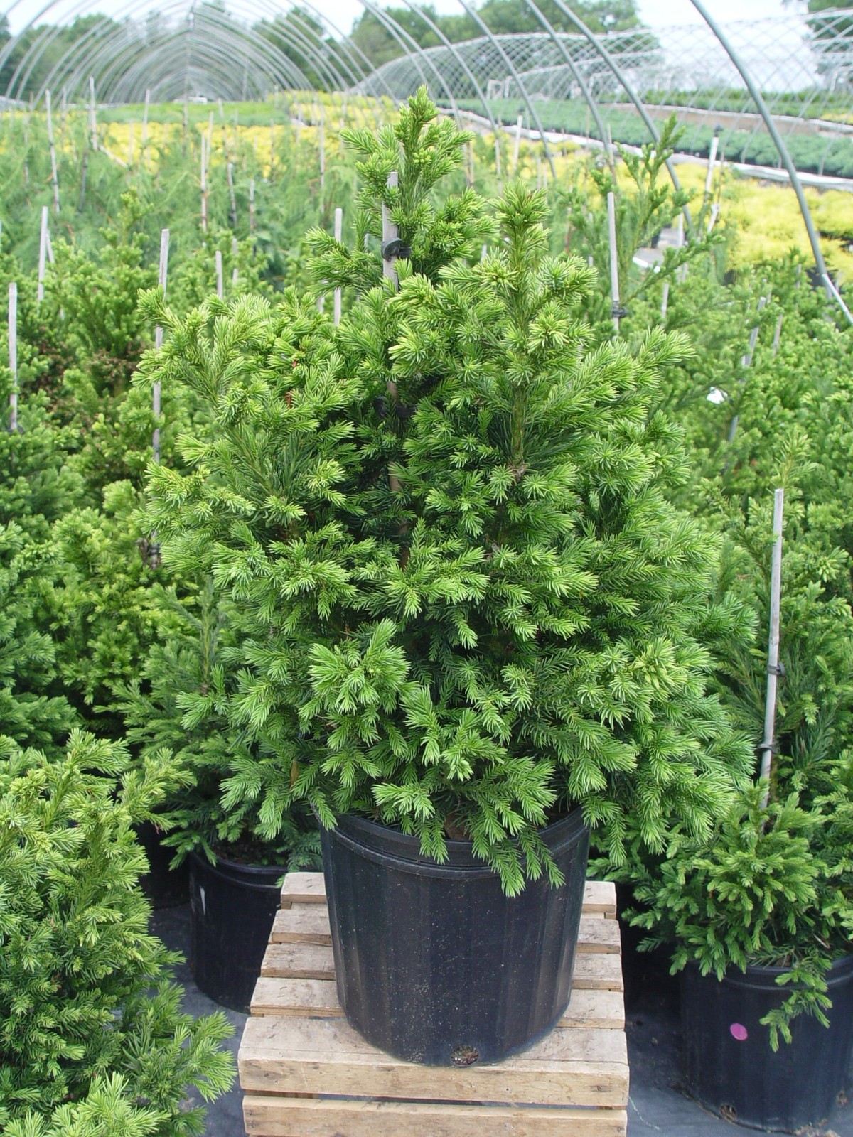 Green Promise Farms Cryptomeria Japonica Black Dragon Black Dragon Japanese