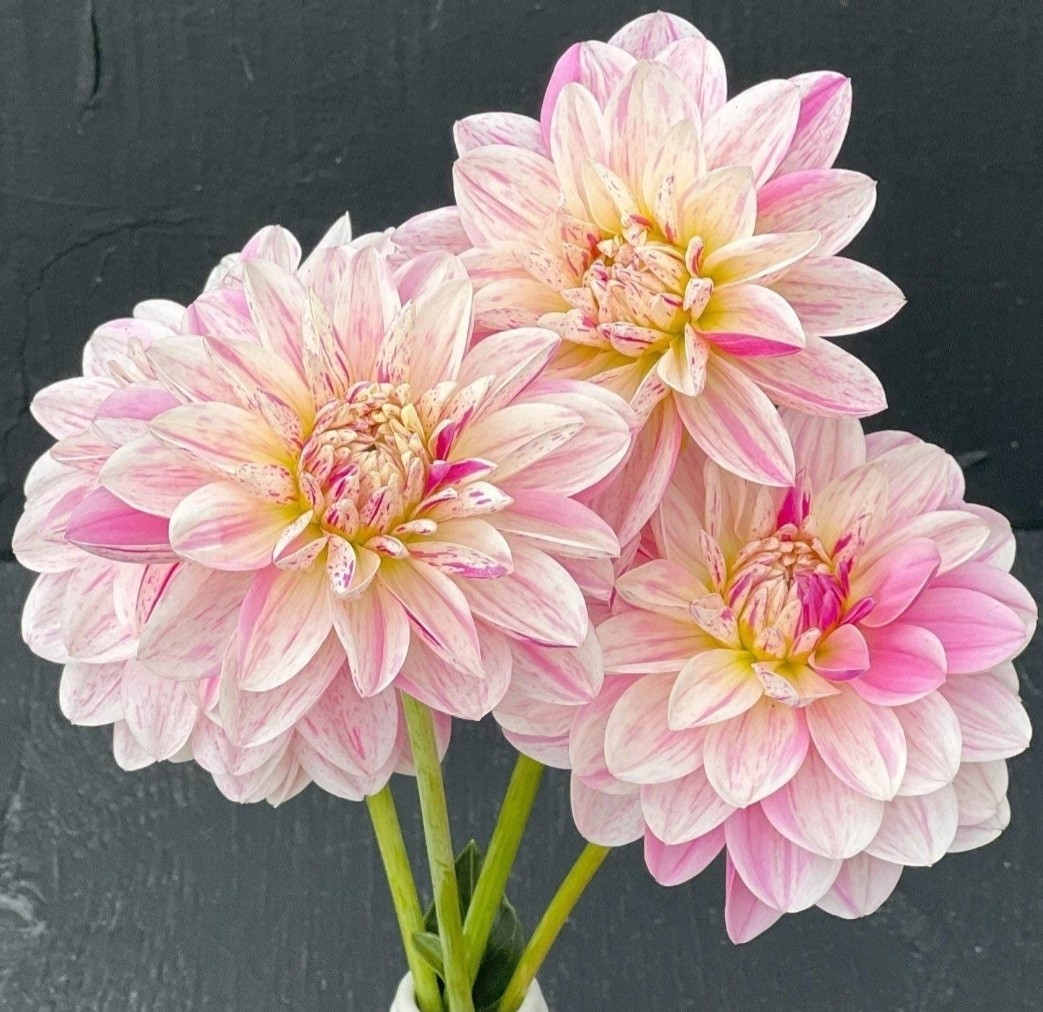 Dahlia Clump Bonesta Size # 1 Clump Tubers | White Flowers with Pink Stripes