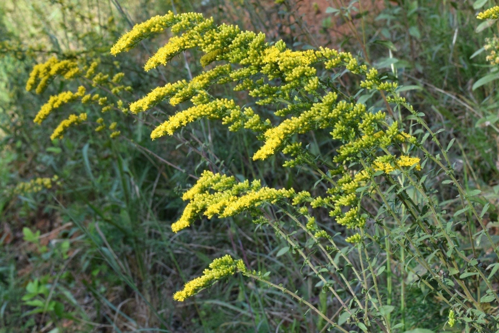 Gray Goldenrod – Starter Plug-Grown Seedlings (10-Pack)