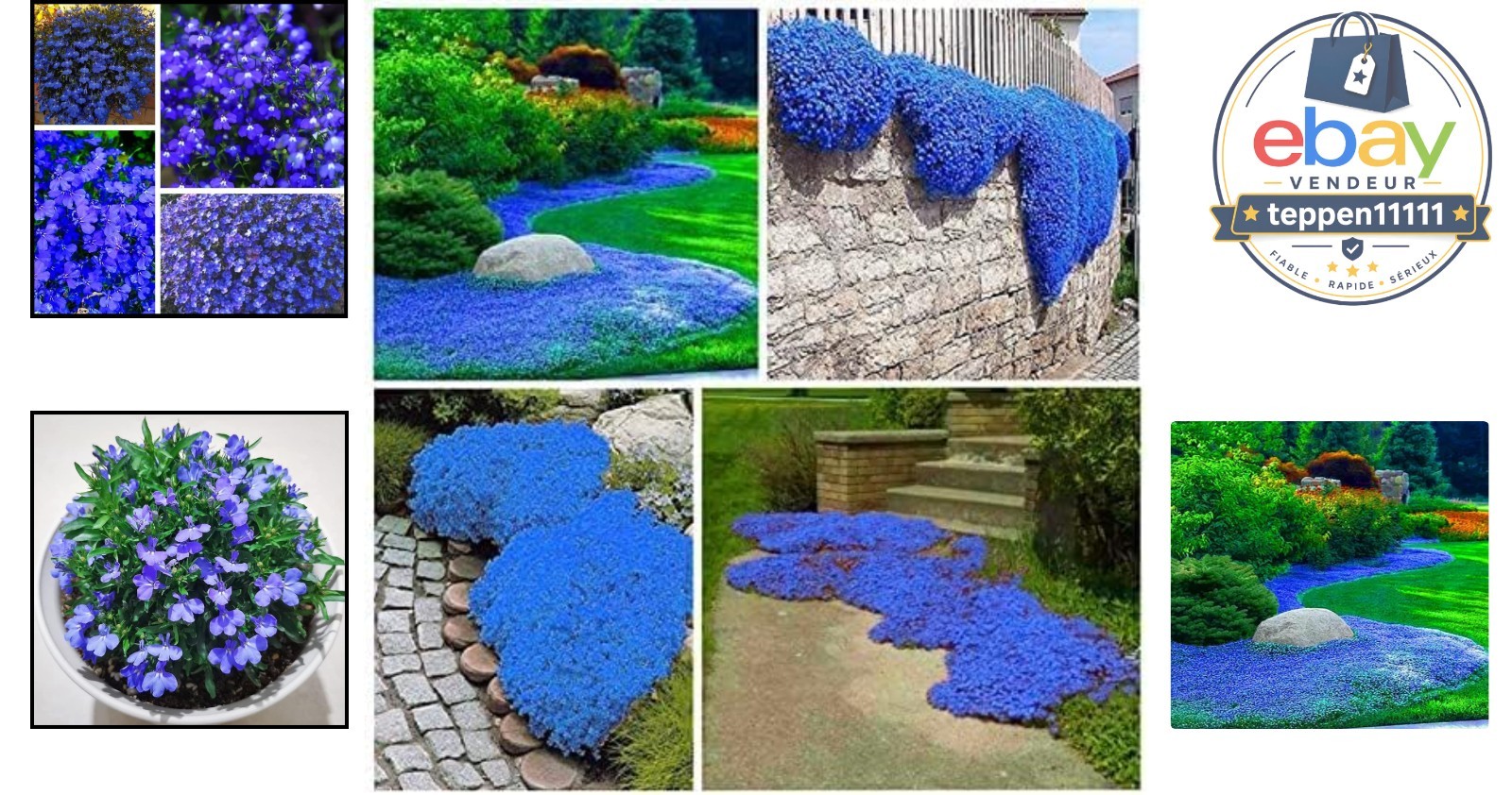 20000+ Creeping Thyme Seeds, Dwarf Ground Cover, Perennial Flower Seeds