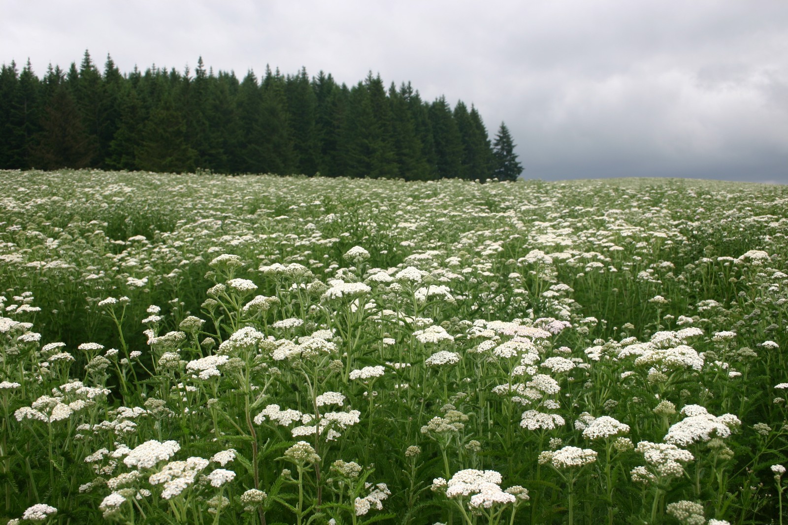Western Yarrow Native Seeds – California Native – Achillea Millefolium