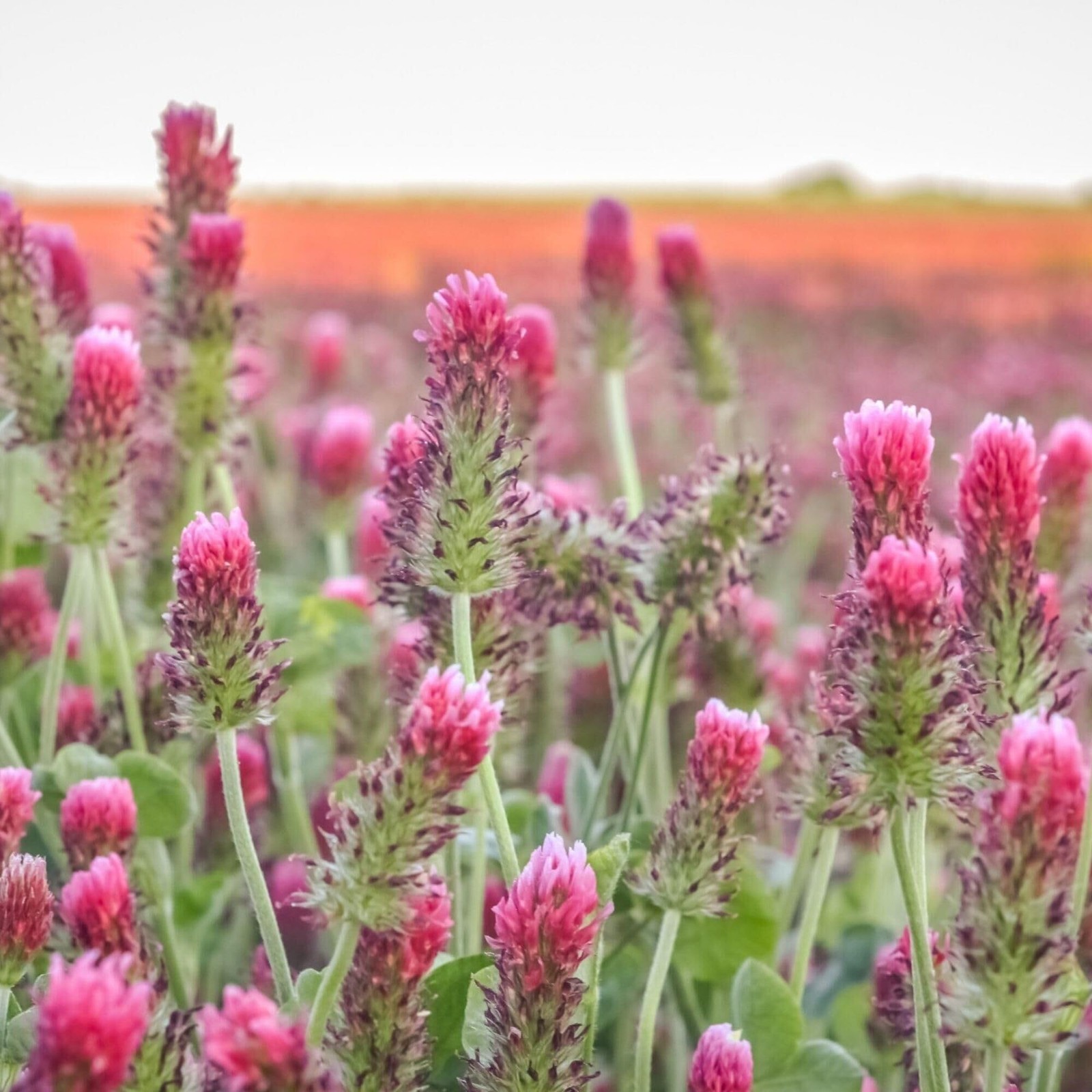 Buy 5 lb Organic Crimson Clover Seeds for Cover Crops, Forage, and Pollinators