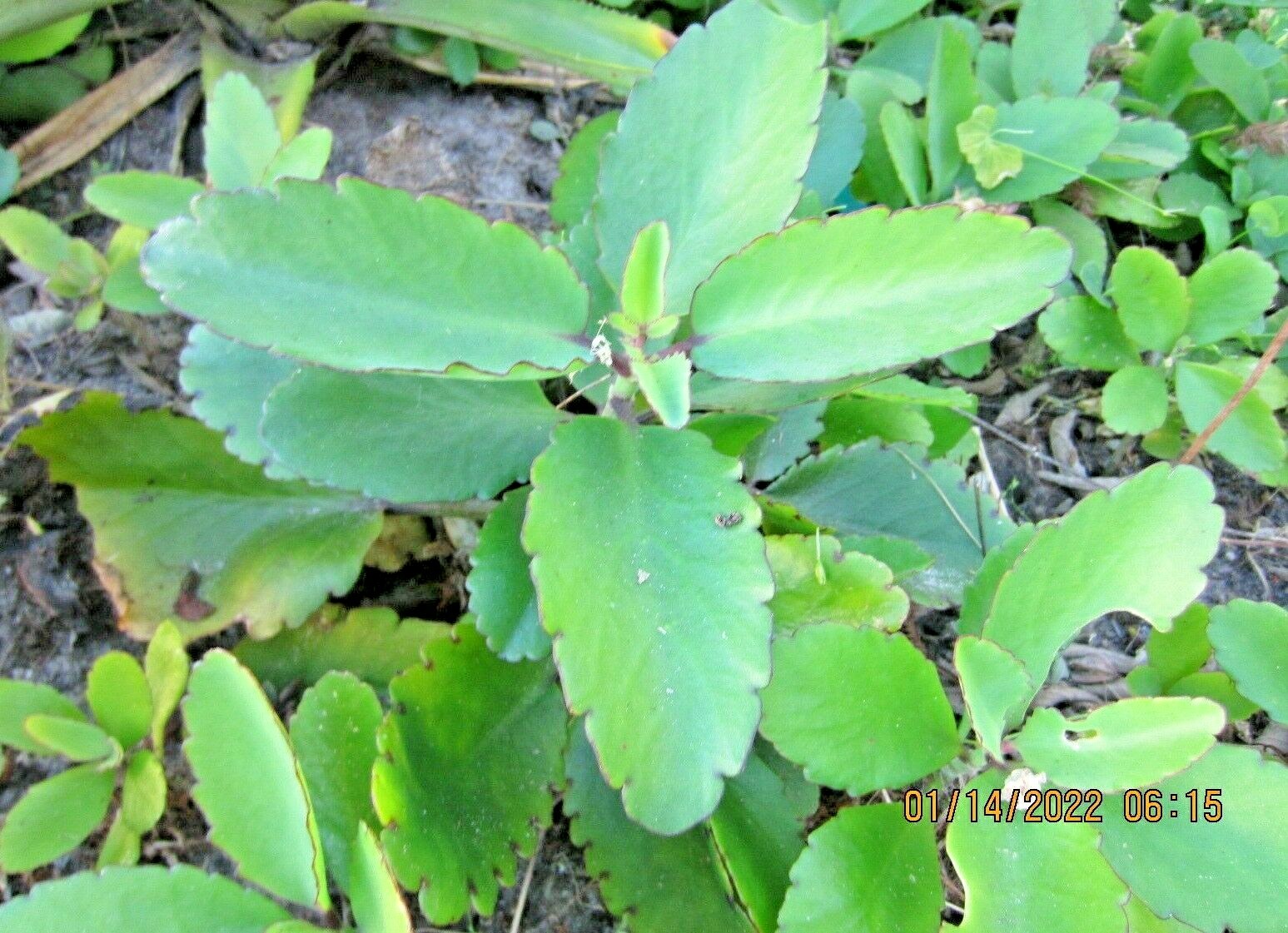 Organic Immune Booster~LEAF-OF LIFE~Live Plant