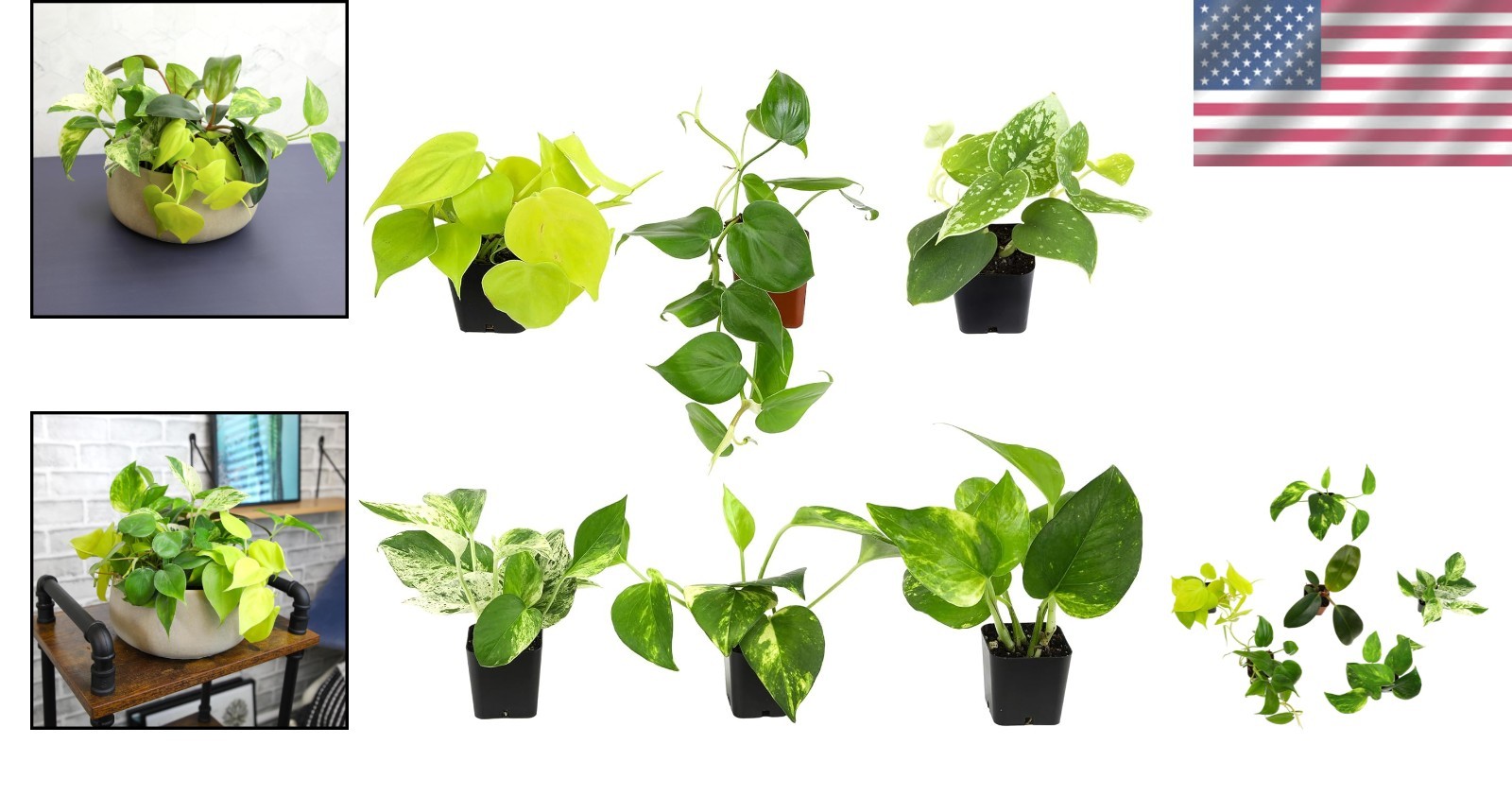 Pothos & Philodendron 6-Pack – Live Indoor House Plants]