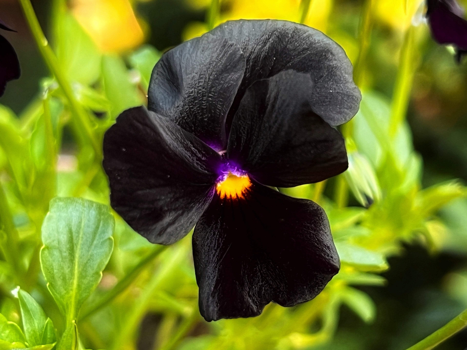 50 BLACK PANSY Clear Crystals Viola Wittrockiana Flower Seeds *Comb S/H