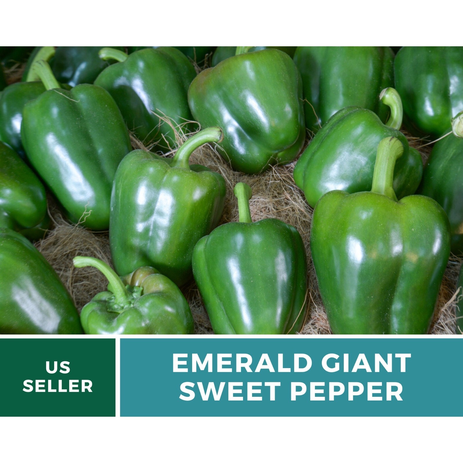 Pepper, Emerald Giant Sweet Bell – 30 Seeds – Heirloom (Capsicum annuum)