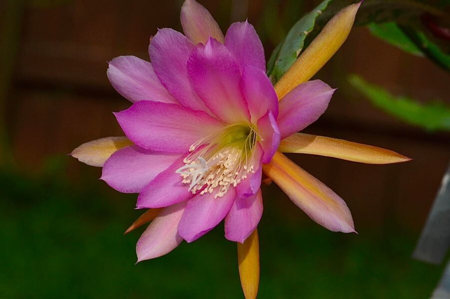 Epiphyllum, Orchid Cactus, ” IRENA PAETZ “, Don’s Quart pots JULY/2