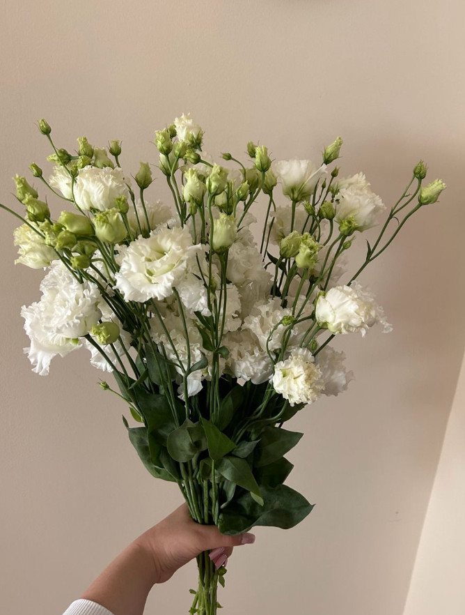 Lisianthus Arosa White III Live Plant Plug – 1–3″ Tall – Cut Flower Garden Plant