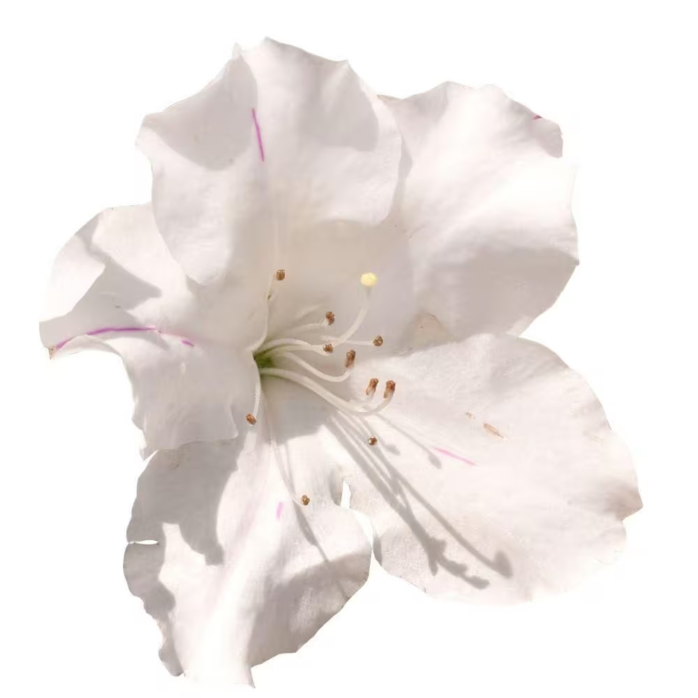2 Gal. Autumn Lily Azalea Shrub with White Flowers in Decorative Container