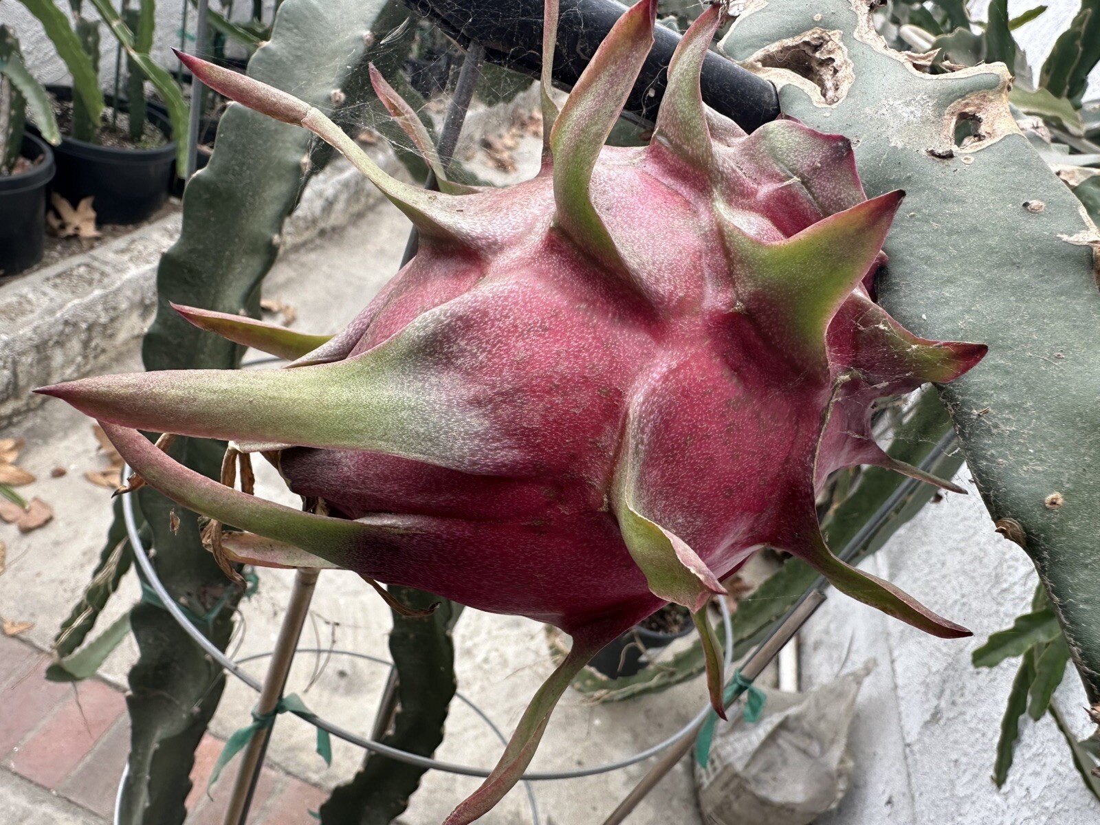 Rare Taiwan Xiang Mi Long ( 香蜜龍 ) Dragon Fruit Cutting 10 To 15 Inch