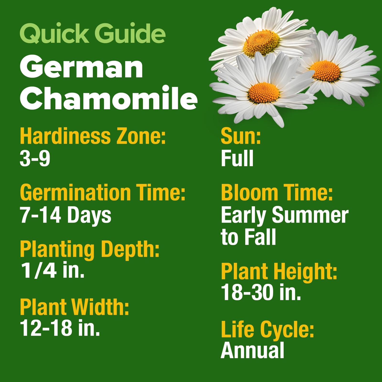 German Chamomile Seed Pack 2,280 Non GMO Heirloom Seeds for Planting for Sust…