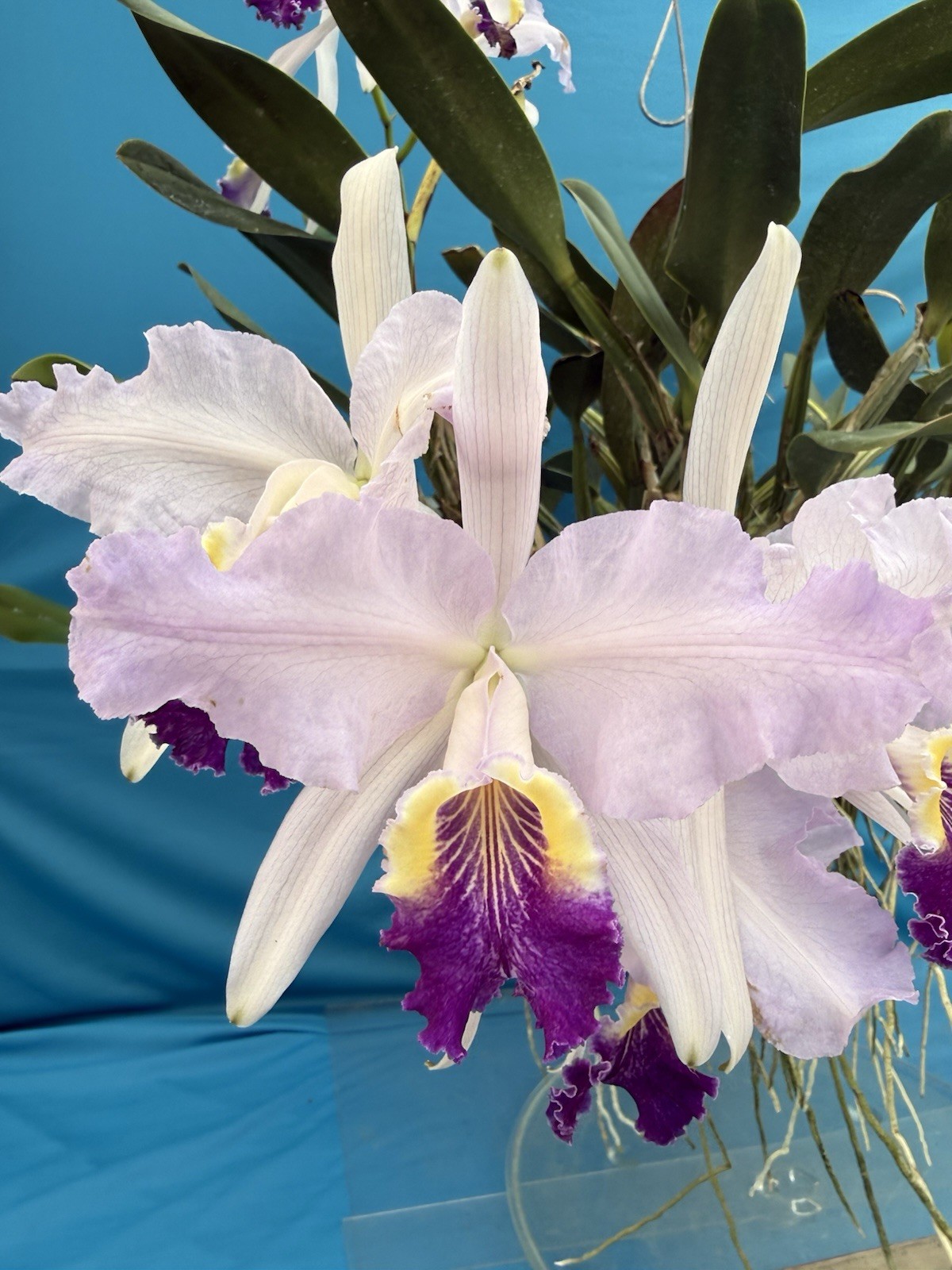 Cattleya lueddemanniana coerulea VERY NUTMEG FRAGRANT Orchid Species 5.5” Pot