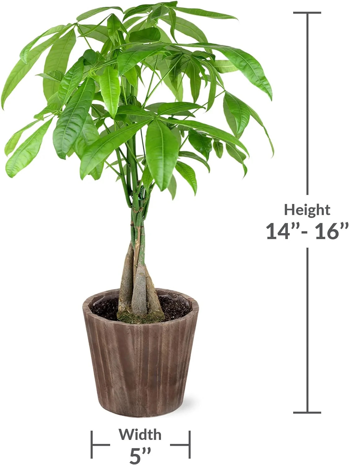 Just Add Ice 14-16″ Money Tree Live Plant in 5″ Brown Wood Pot, House Plant