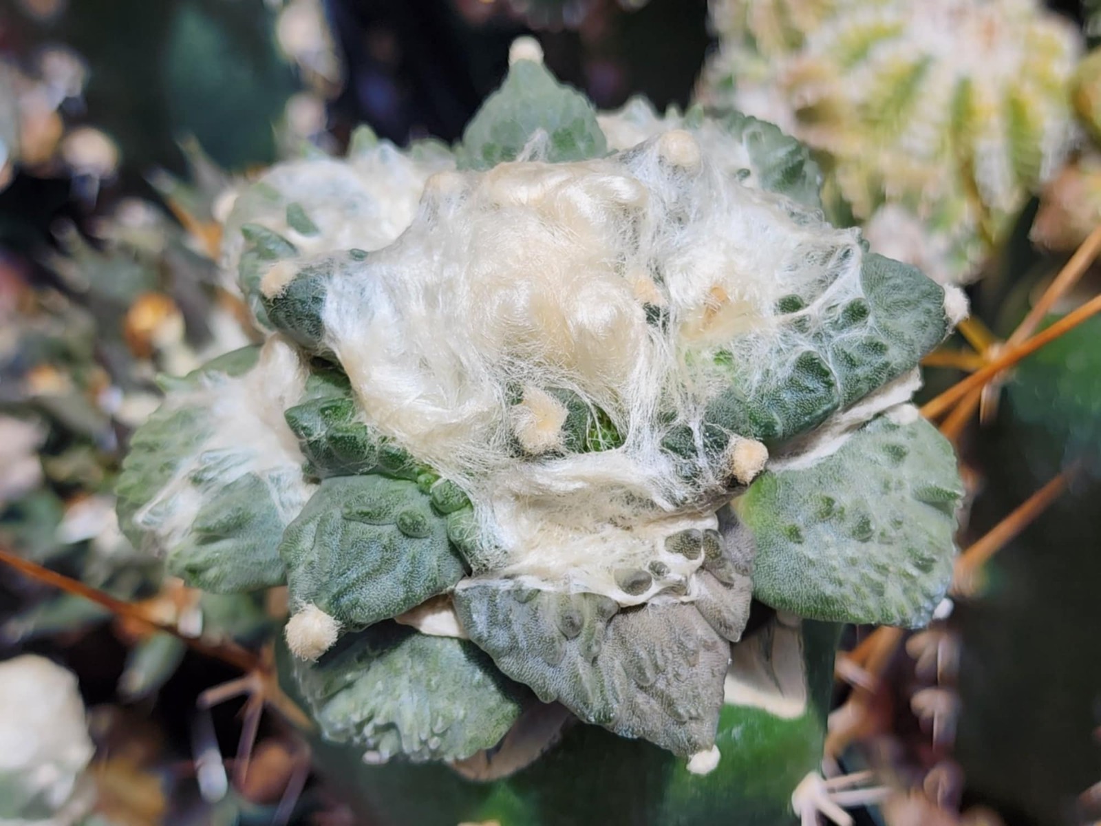 Ariocarpus f. cv Godzilla x Cauliflower F2 – 10 Seeds N