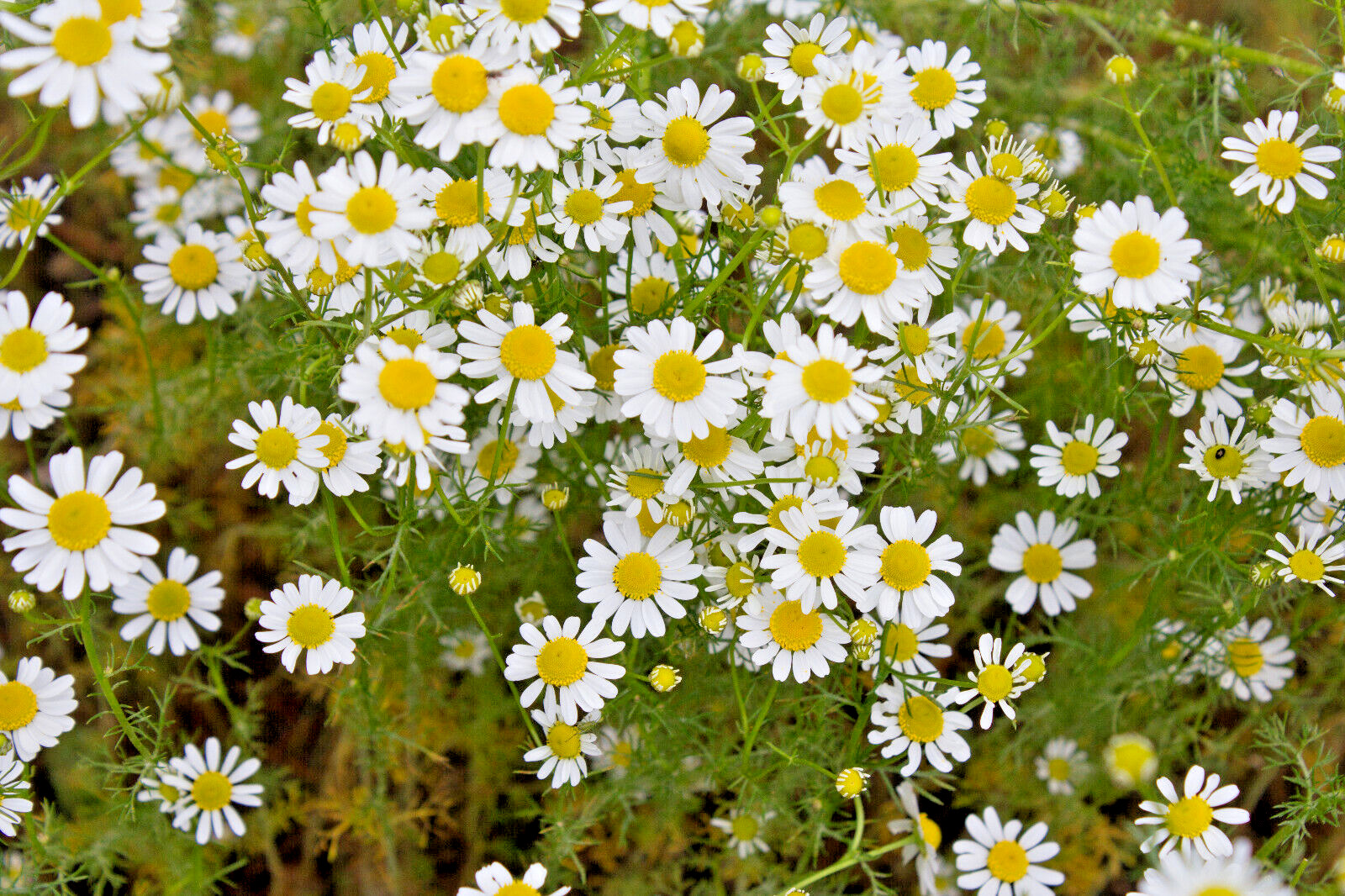 GERMAN CHAMOMILE 100 SEEDS, HERB, SLEEP, CALMING, HEALING, MATRICARIA RECUTITA