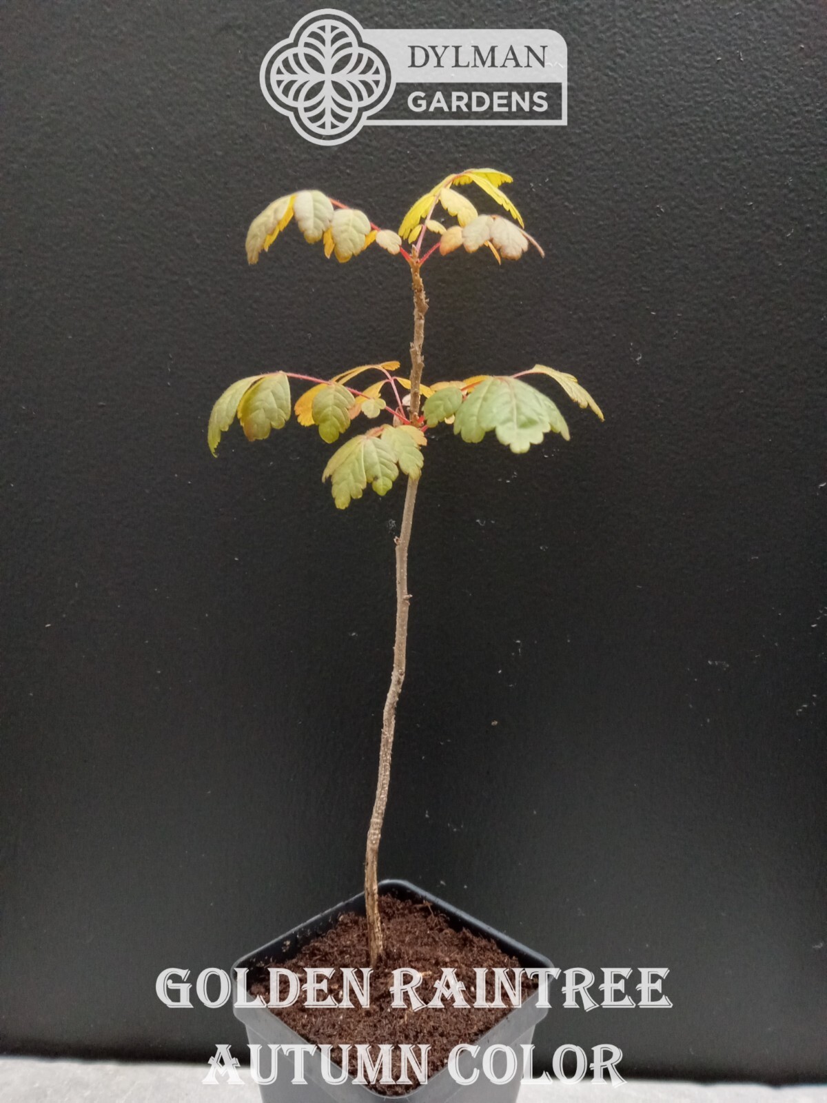Golden Rain Tree (Koelreuteria paniculata) Bee-friendly Tree – Multiple Sizes