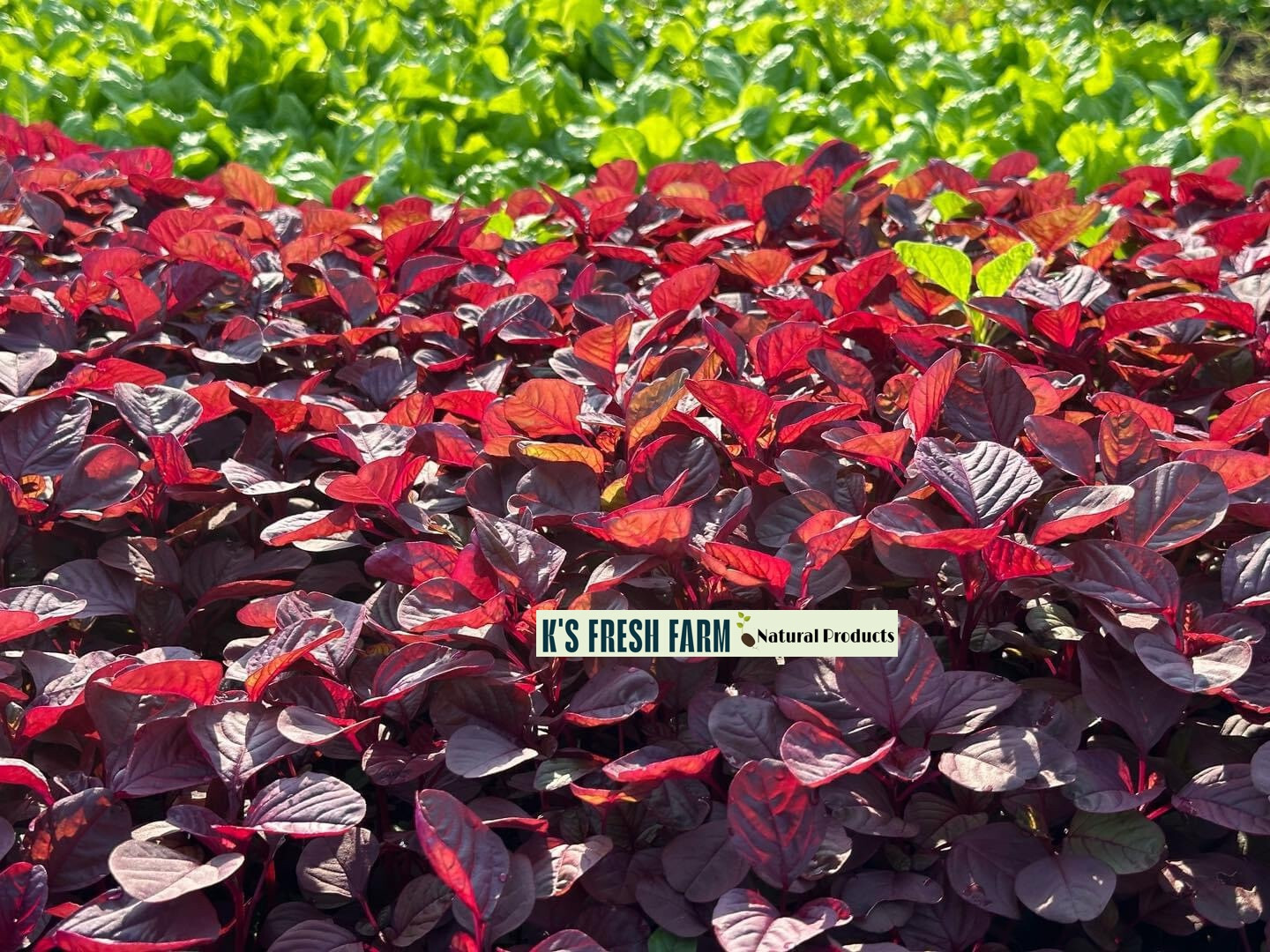 Red/Green/Garnet/Rice Spinach Amaranth Seeds-Hạt Giống Rau Dền Đỏ/Xanh/BaMàu/Cơm