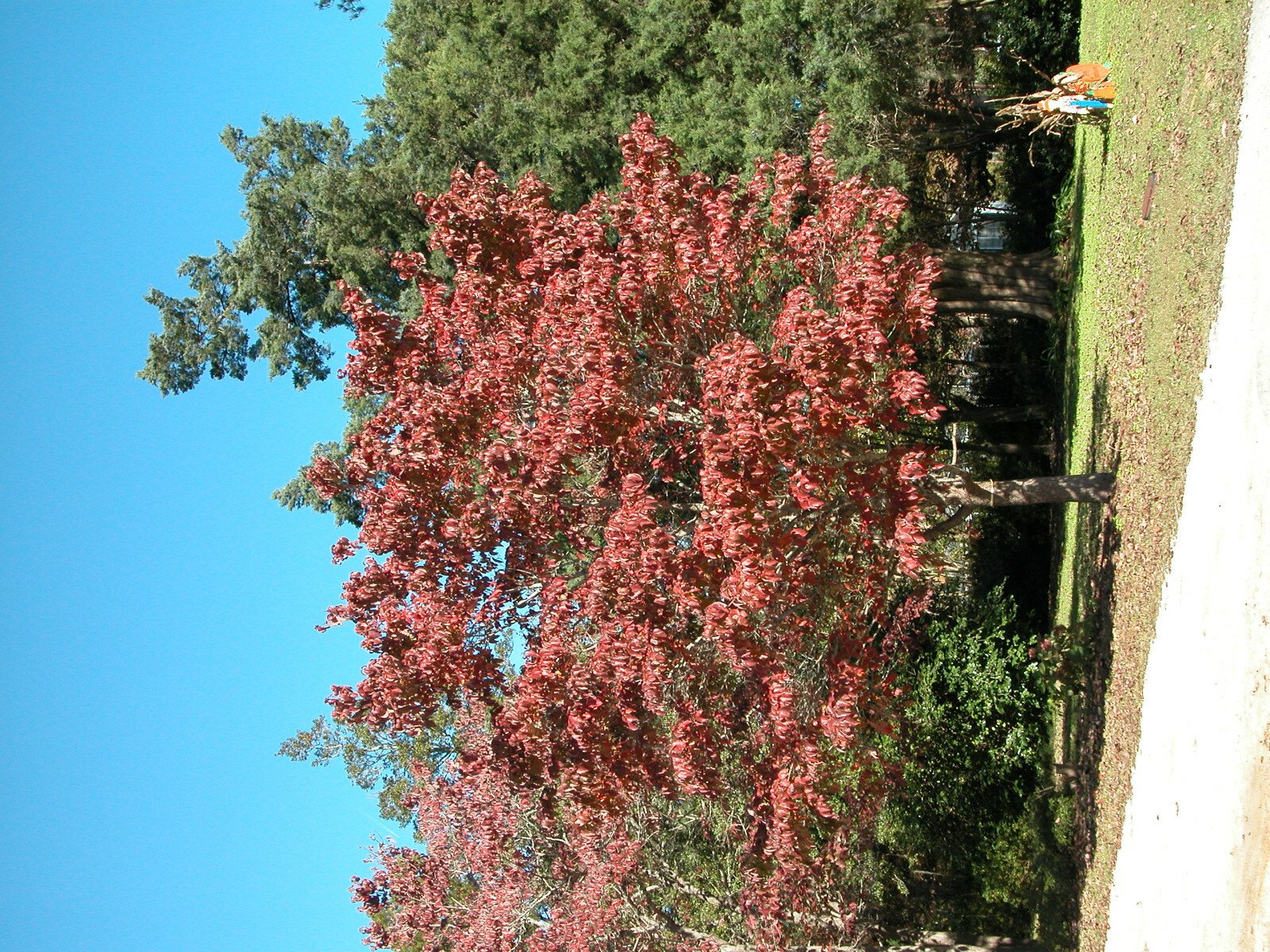 20 + seeds flowering dogwood (Cornus florida) Native Coastal SC, New Crop 2022