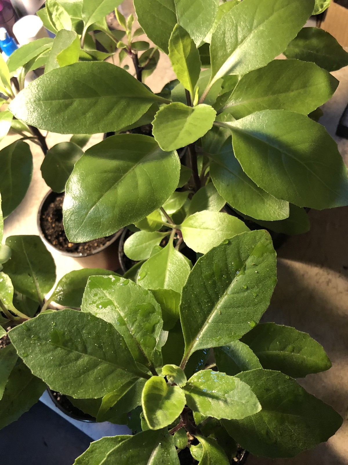 1 Longevity Spinach Plant-Gynura Procumbens-Edible plant-At Least 12 Inches Tall