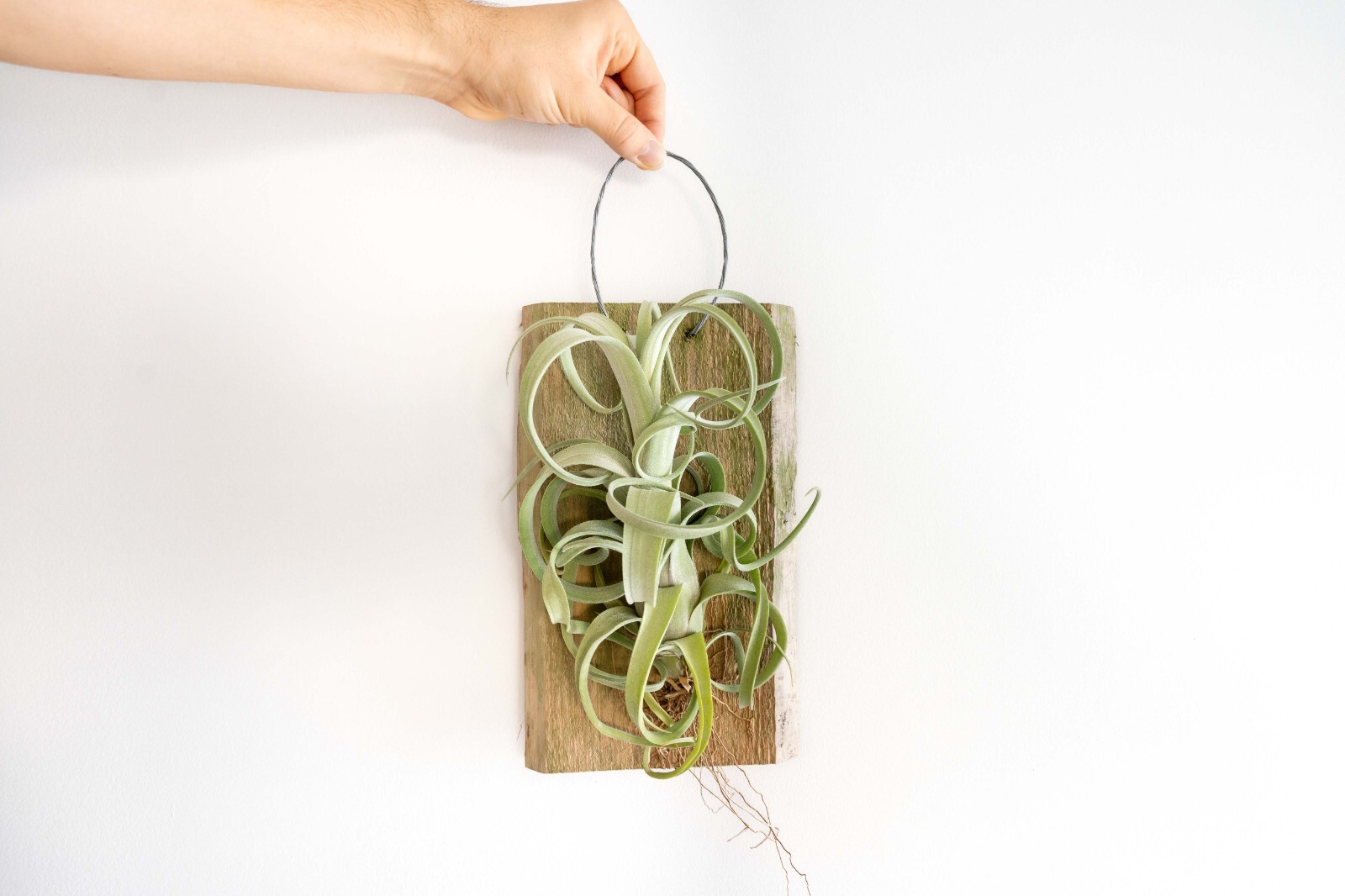 Air Plant Shop Tillandsia Curly Slim on Cedar Plank- Wholesale- Easy Care Plants