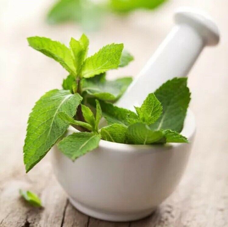 Peppermint Seeds 50 Seeds Mentha Piperita Hybrid MINT Aromatic Herb Plants