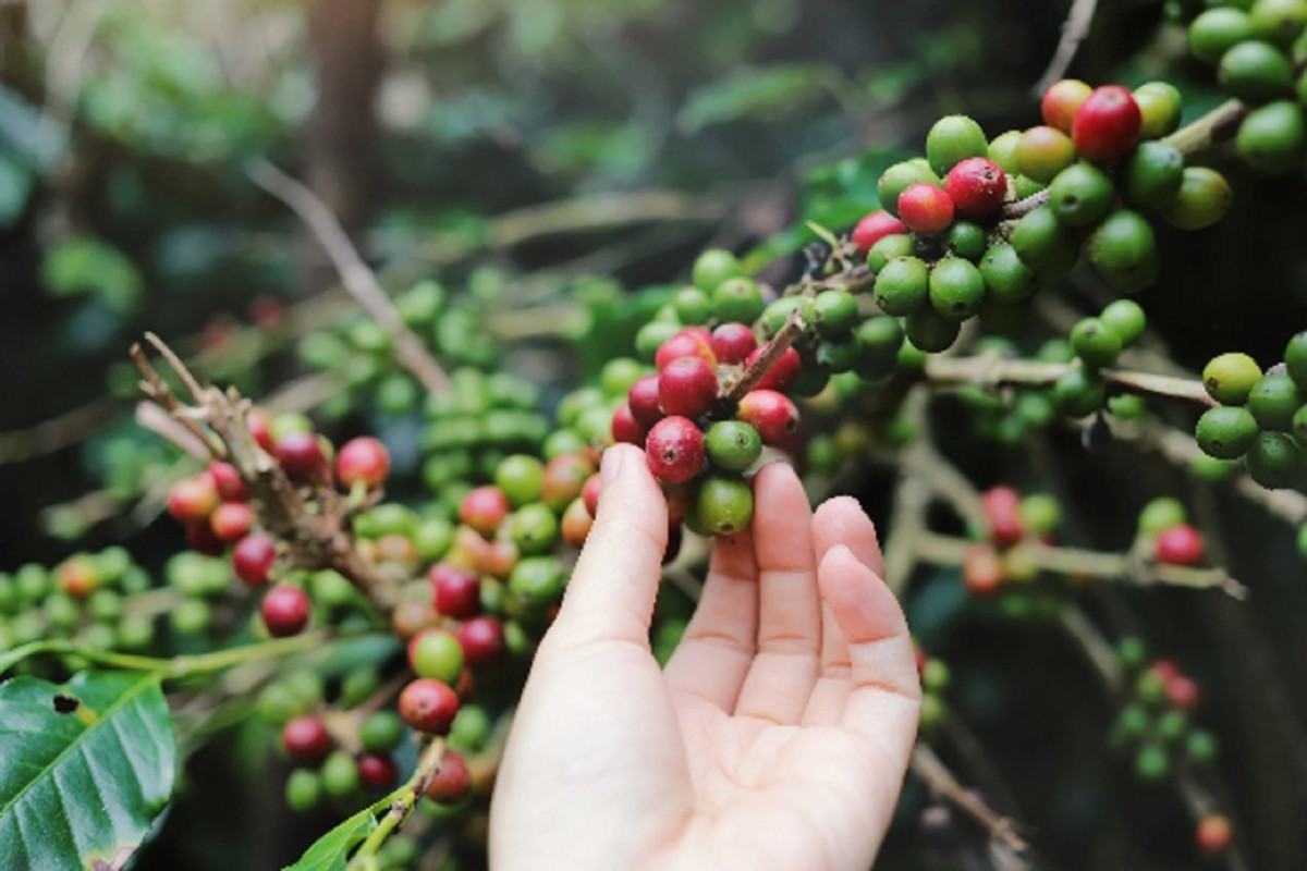 Dominican Jarabacoa Coffee Bean Seeds (25) / DELICIOUS / Easy / RARE