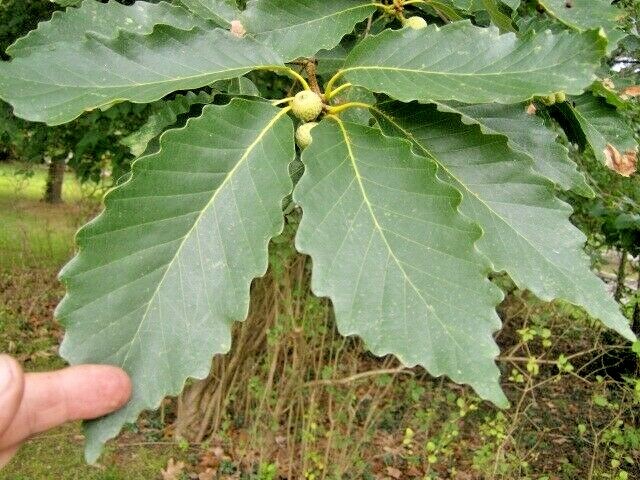 12 CHESTNUT OAK ACORNS – Quercus prinus