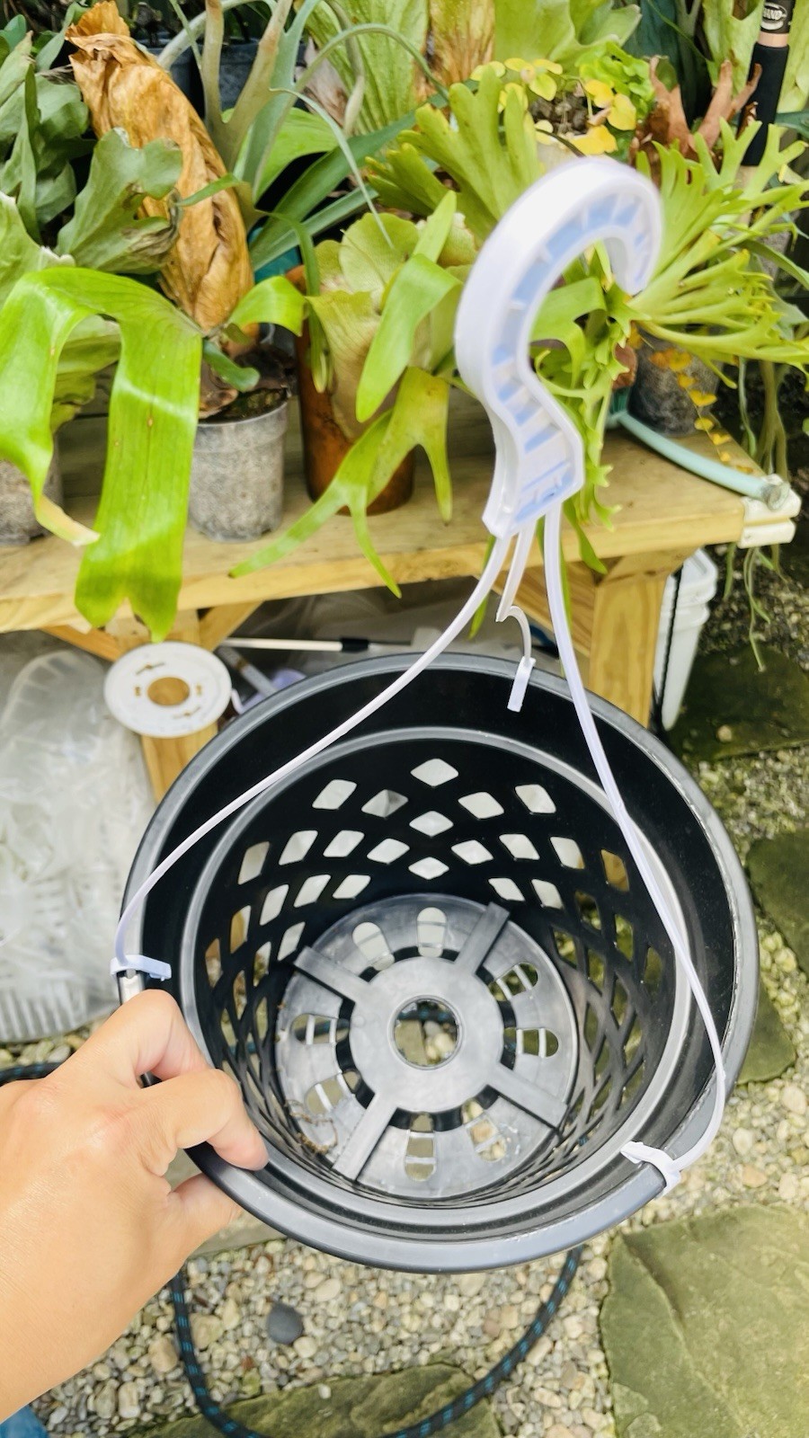 Platycerium Staghorn Fern Pot With Hanging Hook 10 Inch