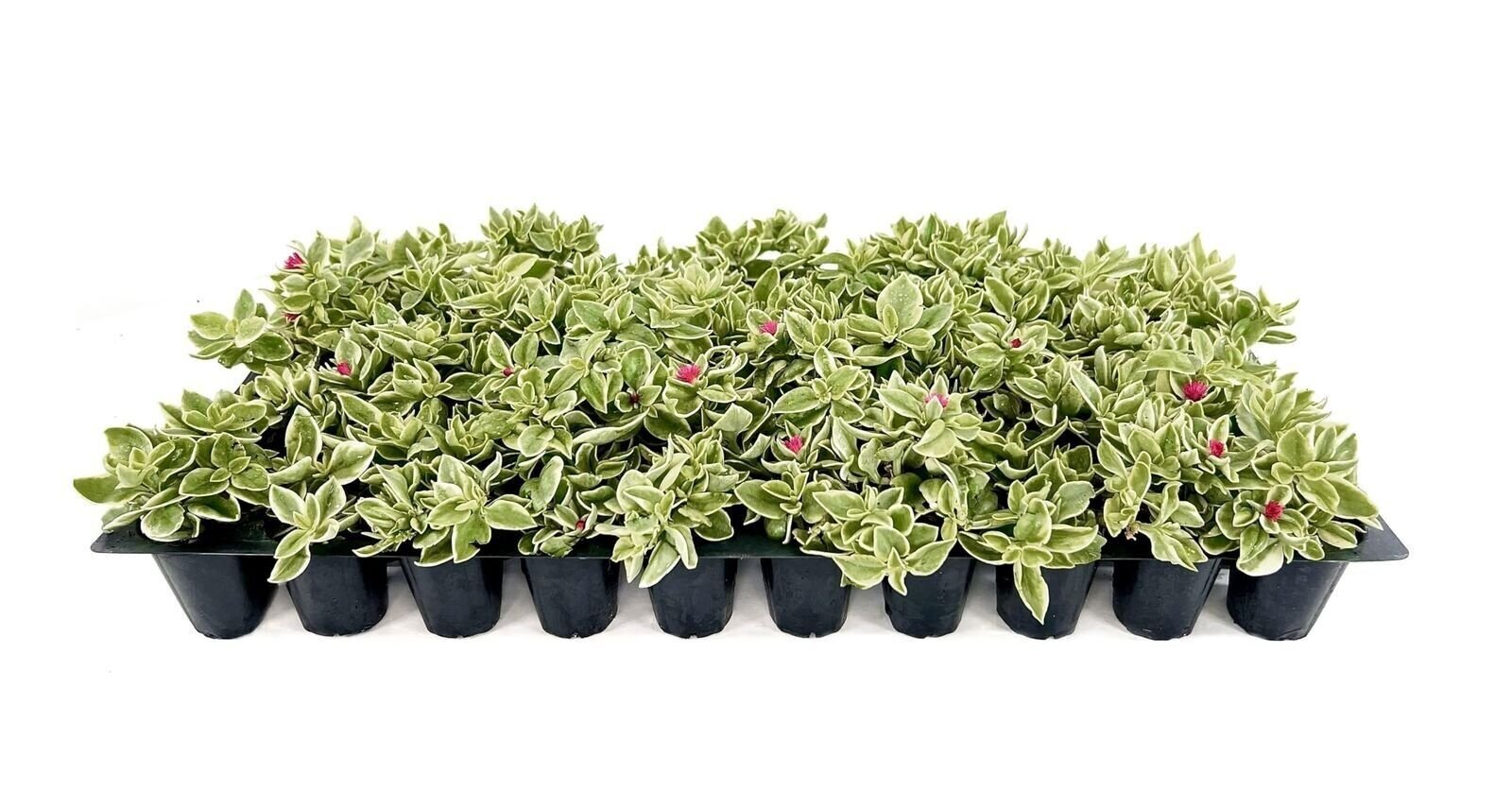 Variegated Baby Sun Rose | Live Plants | Aptenia Cordifolia Variegata | Easy…